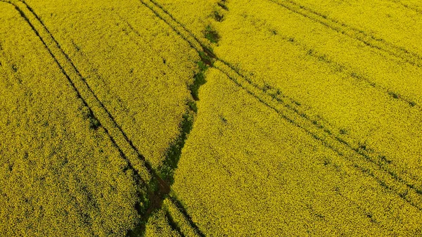 Żółta Uprawa Drzew Oleistych Rzepakowych Uprawianych Jako Zdrowy Olej Gotowania — Zdjęcie stockowe