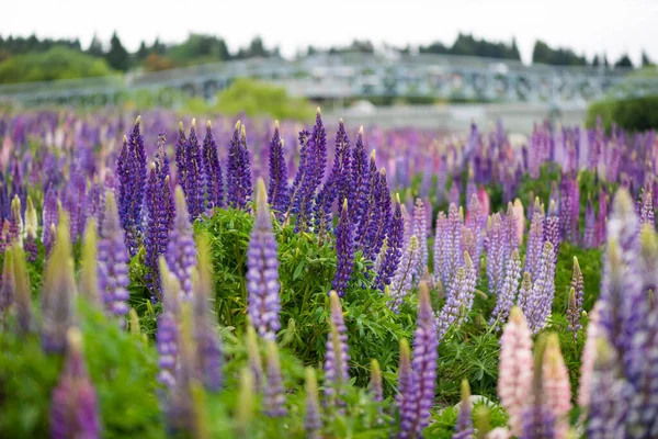 Lupin Flower Springtime Lake Side Tekapo New Zealand Cloudy Day — Stock Photo, Image