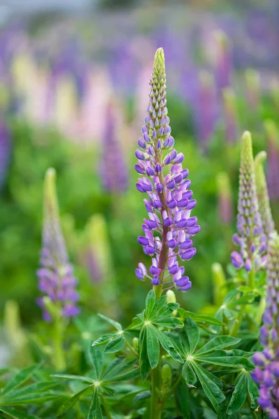 Lupin Flower Springtime Lake Side Tekapo New Zealand Cloudy Day — Stock Photo, Image