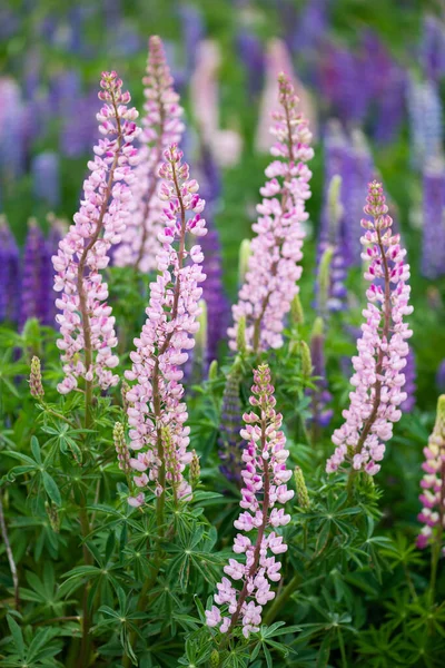 Lupin Flower Springtime Lake Side Tekapo New Zealand Cloudy Day — Stock Photo, Image