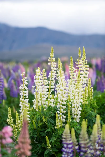 Lupinenblüte Frühling Seeufer Von Tekapo Neuseeland Bewölkten Tagen — Stockfoto