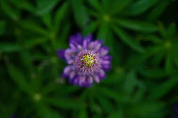 Câmera Olhar Para Baixo Acima Uma Flor Lupin Durante Primavera — Fotografia de Stock