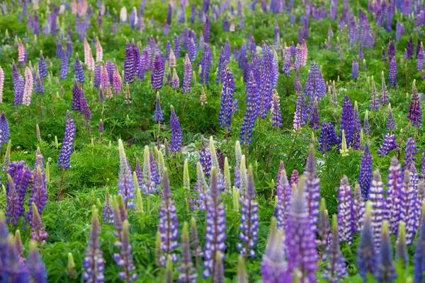 Lupin Flower Springtime Lake Side Tekapo New Zealand Cloudy Day — Stock Photo, Image