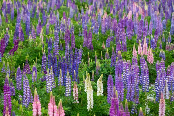 Baharda Yeni Zelanda Tekapo Gölü Kıyısında Lupin Çiçeği Bulutlu Bir — Stok fotoğraf