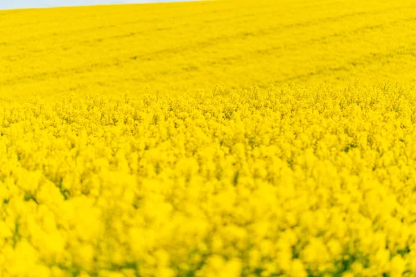 Желтый Урожай Канолы Выращенный Качестве Здорового Растительного Масла Превращения Биодизель — стоковое фото