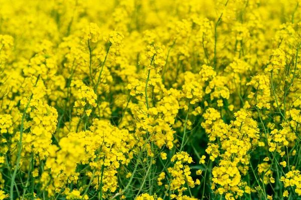 Yellow crop of canola oil tree grown as a healthy cooking oil or conversion to biodiesel as an alternative to fossil fuels.