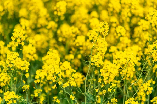 Yellow crop of canola oil tree grown as a healthy cooking oil or conversion to biodiesel as an alternative to fossil fuels.