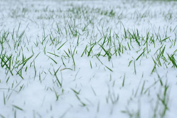 Textura Neve Natural Com Grama Vista Acima Neve — Fotografia de Stock