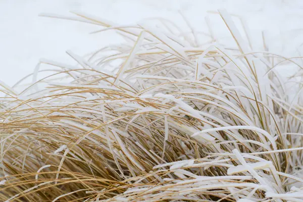 Textura Neve Natural Com Grama Vista Acima Neve — Fotografia de Stock