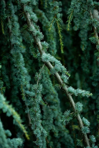 Ein Teil Der Natürlichen Grünen Kiefernblätter — Stockfoto