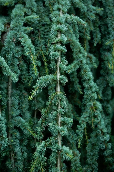 Bagian Dari Tekstur Daun Pinus Hijau Alami — Stok Foto