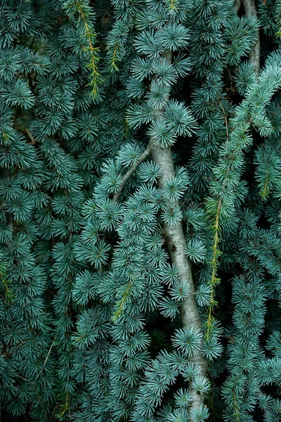 Una Parte Della Consistenza Naturale Delle Foglie Pino Verde — Foto Stock