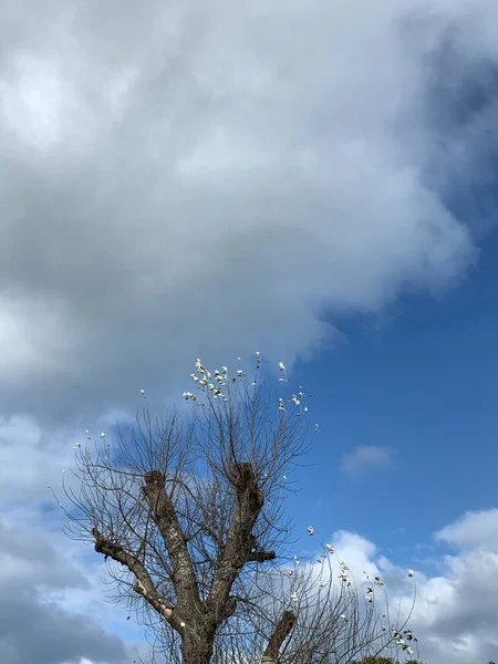 Blauwe Lucht Met Top Van Boom Herfst — Stockfoto