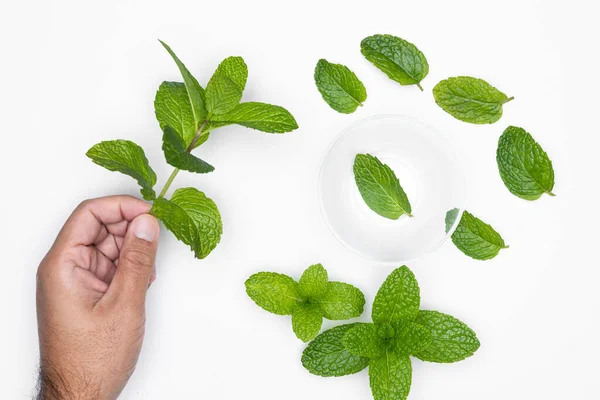 Man Tangan Dengan Mangkuk Dan Herbal Terisolasi Pada Latar Belakang — Stok Foto