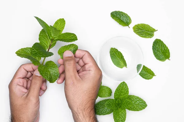 Man Tangan Dengan Mangkuk Dan Herbal Terisolasi Pada Latar Belakang — Stok Foto