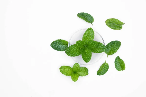 Bol Verre Aux Herbes Fraîches Menthe Isolée Sur Fond Blanc — Photo