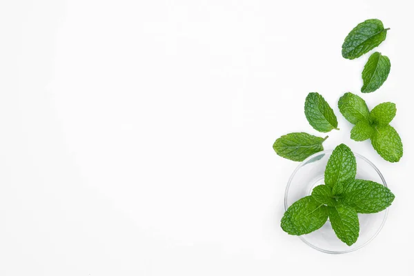 Mangkuk Kaca Dengan Herbal Segar Mint Diisolasi Pada Latar Belakang — Stok Foto
