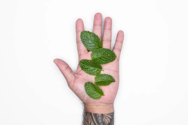 Tangan Manusia Dengan Herbal Terisolasi Pada Latar Belakang Putih Untuk — Stok Foto