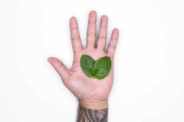 Main Homme Avec Des Herbes Isolées Sur Fond Blanc Pour — Photo