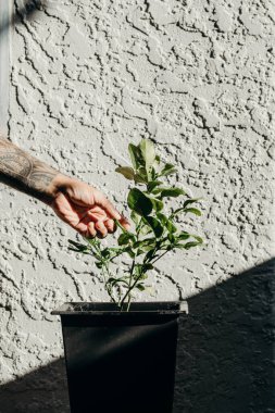 Beyaz duvarın önündeki siyah tencerede limon yaprağı toplayan bir adam..
