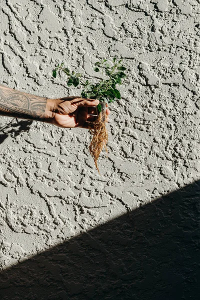Tangan Manusia Memegang Tunas Hijau Muda Dengan Bayangan Dan Sinar — Stok Foto