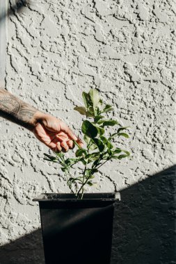 Beyaz duvarın önündeki siyah tencerede limon yaprağı toplayan bir adam..
