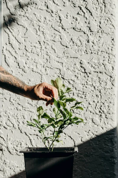 Homme Main Cueillant Une Feuille Agrumes Tilleul Dans Pot Noir — Photo