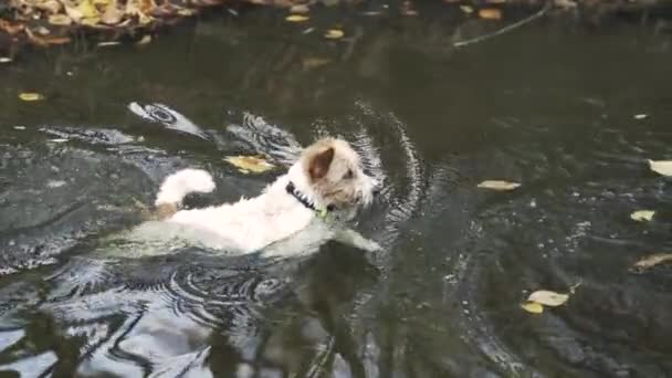 Ralenti du jeune Jack Russell mord les branches dans l'eau .