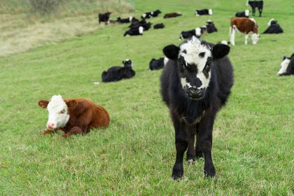 Gros Plan Veau Blanc Noir Regardant Caméra Debout Dans Champ — Photo