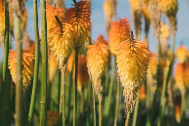 Bahçedeki bulanık yeşillik arkaplanındaki çiçeğin klasik doğa görünümü.