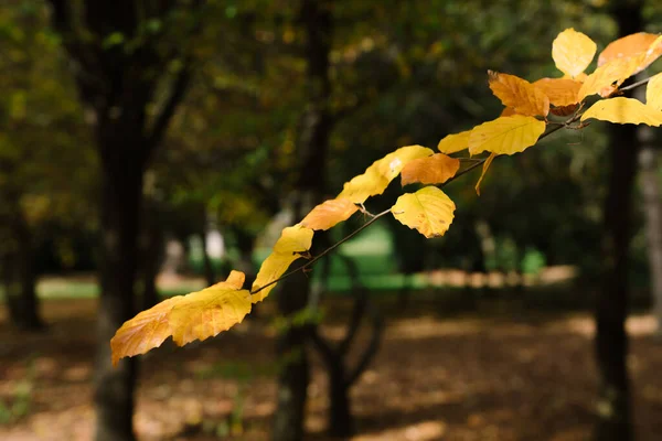 Vintage Nature View Yellow Leaves Blurred Greenery Background Garden Copy — Stock Photo, Image