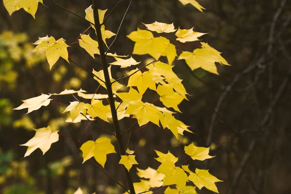 园林绿化背景模糊的黄叶复古自然景观 — 图库照片