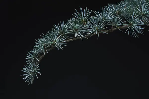 Pinheiro Deixa Fundos Folhas Verdes Com Espaço Cópia Eles São — Fotografia de Stock