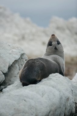 Yeni Zelanda 'nın güneyindeki Kaikoura adasında keskin kayalarla genç bir fokun portresi..