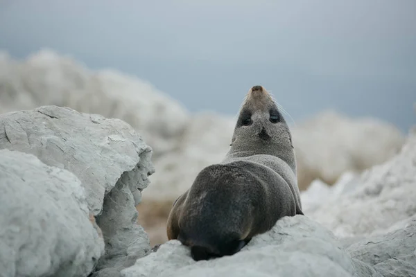 Portret Van Een Jonge Zeehond Met Scherpe Rotsen Kaikoura Zuid — Stockfoto