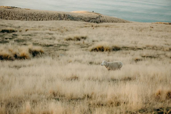 Får Betar Ett Vackert Landskap Nya Zeeland Landsbygd Nära Utkanten — Stockfoto
