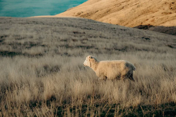 Owce Wypasu Pięknym Krajobrazie Nowej Zelandii Wsi Pobliżu Obrzeżach Christchurch — Zdjęcie stockowe