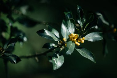 Parkta rengarenk sonbahar renkleri, sonbahar mevsiminde gün doğumu ve güneş ışığı. Yeni Zelanda 'da sonbaharda doğa.