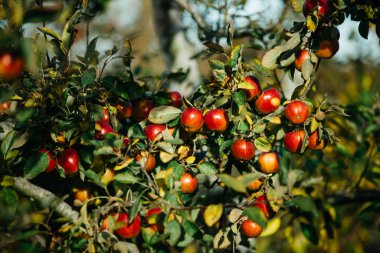 Elma bahçesindeki ağaç dalından sarkan organik elmalar