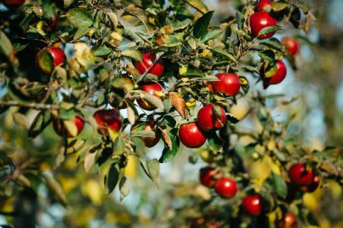 Elma bahçesindeki ağaç dalından sarkan organik elmalar