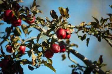 Elma bahçesindeki ağaç dalından sarkan organik elmalar