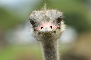 An Ostrich close up portrait. Cabarceno Nature Park, Cantabria, Spain. clipart