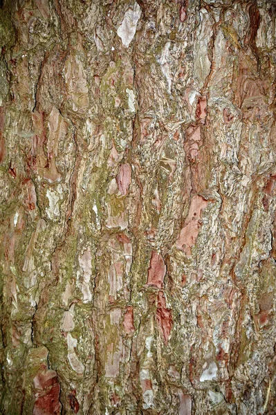 Кора дерева з красивою текстурою кольорів . — стокове фото