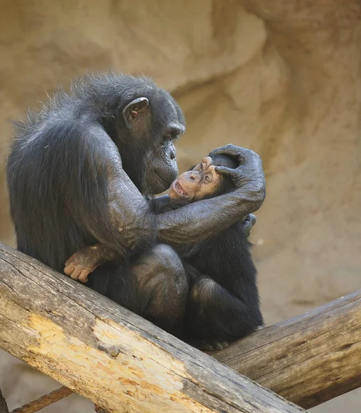 Adult Chimpanzee giving love to young one.