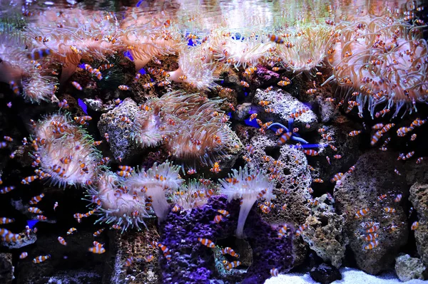 Akvarium Detalj Med Clownfish Och Anemoner — Stockfoto