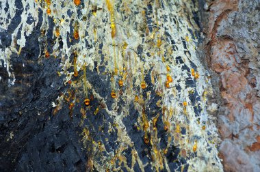 Ağaç kabuğundan süzülen bitki özü.