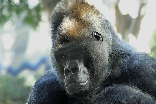 Western Lowland Gorilla Gorilla Gorilla Gorilla Gorilla Nahaufnahme — Stockfoto