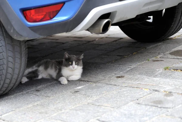 Бродячий Кіт Лежить Автомобільному Відтінку — стокове фото