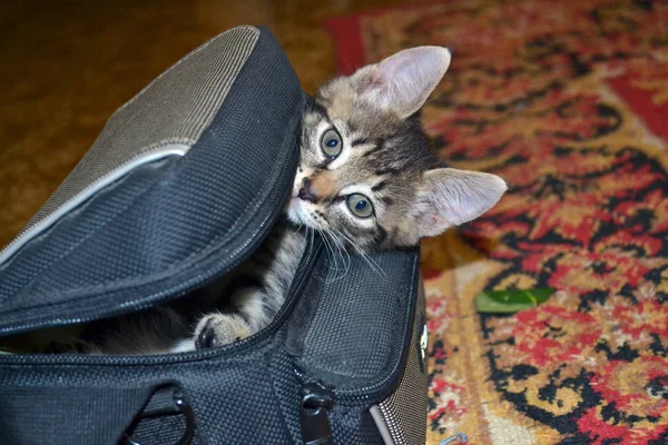 Cute Little Kitten Bag — Stock Photo, Image