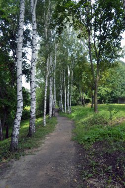 huş ağacı sokağında güzel bir köy yolu